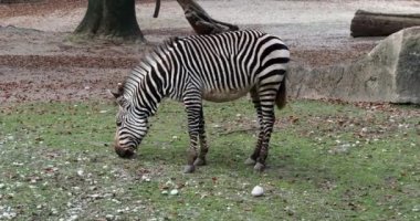 Hartmann dağ zebrası Equus zebra hartmannae, Angola 'nın güneybatısında ve Namibya' nın batısında bulunan bir dağ zebrası alt türüdür..