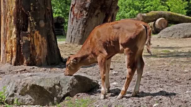 Baby Aurochs Heck Cattle Bos Primigenius Taurus Claimed Resemble Extinct — Stock Video