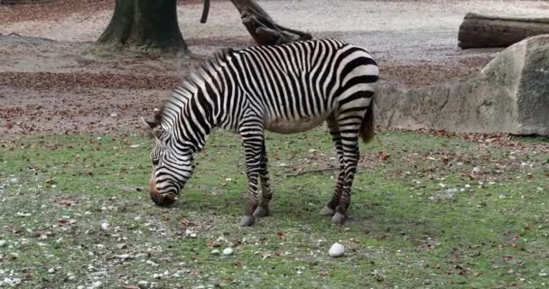 Das Hartmann Bergzebra Equus Zebra Hartmannae Ist Eine Unterart Des — Stockvideo