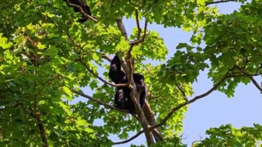 Siyah kafalı örümcek maymun, Ateles fusciceps bir örümcek maymun türüdür, yeni dünya maymun türü, orta ve Güney Amerika 'dan.