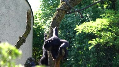 Siyah kafalı örümcek maymun, Ateles fusciceps bir örümcek maymun türüdür, yeni dünya maymun türü, orta ve Güney Amerika 'dan.