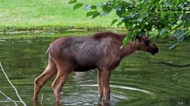 Geyik ya da geyik, Alces Alces geyik familyasındaki en büyük türdür. Geyikler, erkeklerin geniş, düz ya da palmat boynuzlarıyla ayırt edilir..