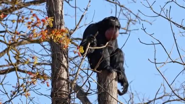 Svarthuvad Spindelapa Ateles Fusciceps Art Spindelapa Typ New World Monkey — Stockvideo
