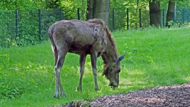 Moose Elk 과에서 현존하는 종이다 말코손바닥사슴은 수컷의 사슴뿔로 — 비디오