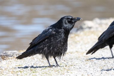 Münih 'teki Kleinhesseloher Gölü' nde 