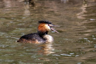 Great Crested Grebe, Podiceps kristali bir balık yakaladı. Güzel turuncu renkli bir kuş, kırmızı gözlü bir su kuşu. Eski Dünya 'da bulunan en büyük aile üyesidir..