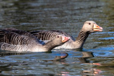 Anser anser, Anatidae familyasından Anatidae familyasından bir kaz türü..