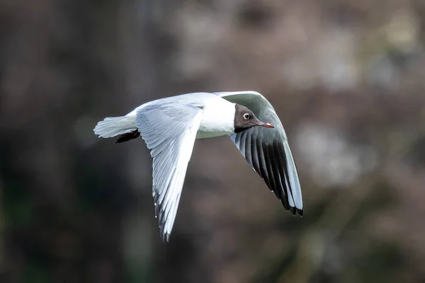 在德国慕尼黑英国花园的一个湖面上 一只黑头海鸥的尸体 铬斑潜鸟飞过湖面 成人冬季羽毛 — 图库照片