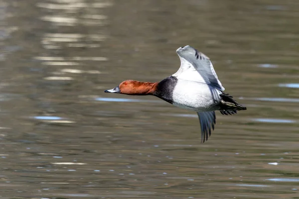 Pochard Crista Vermelha Netta Rufina Grande Pato Mergulho Aqui Voando — Fotografia de Stock
