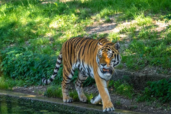 Tigre Sibérien Panthera Tigris Altaica Est Grand Chat Monde — Photo