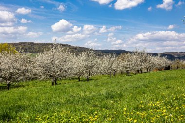 Franconian İsviçre 'de Pretzfeld, Almanya' da tepelerde kiraz çiçeği. Meyve konyağı ve meyve suyu için ünlü bir bölge. Batı Avrupa 'nın kiraz ağaçları için en büyük tarım alanlarından biri..