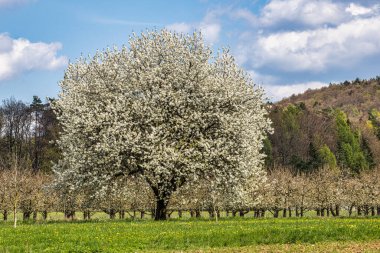 Franconian İsviçre 'de Pretzfeld, Almanya' da tepelerde kiraz çiçeği. Meyve konyağı ve meyve suyu için ünlü bir bölge. Batı Avrupa 'nın kiraz ağaçları için en büyük tarım alanlarından biri..