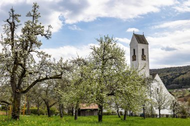 Franconian İsviçre 'de Pretzfeld, Almanya' da tepelerde kiraz çiçeği. Meyve konyağı ve meyve suyu için ünlü bir bölge. Batı Avrupa 'nın kiraz ağaçları için en büyük tarım alanlarından biri..