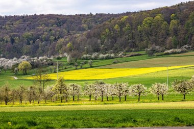 Franconian İsviçre 'de Pretzfeld, Almanya' da tepelerde kiraz çiçeği. Meyve konyağı ve meyve suyu için ünlü bir bölge. Batı Avrupa 'nın kiraz ağaçları için en büyük tarım alanlarından biri..