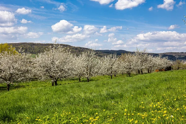 stock image Cherry blossom on the hills at Pretzfeld, Germany in Franconian Switzerland. A famous region for fruit brandy and fruit juice. One of the biggest cultivation areas in western europe for cherry trees.