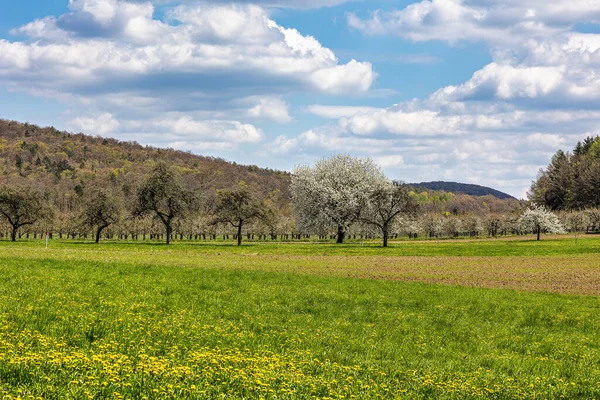 stock image Cherry blossom on the hills at Pretzfeld, Germany in Franconian Switzerland. A famous region for fruit brandy and fruit juice. One of the biggest cultivation areas in western europe for cherry trees.