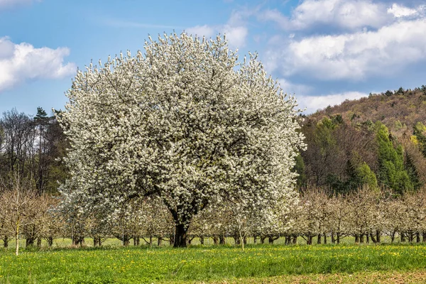 Cherry blossom on the hills at Pretzfeld, Germany in Franconian Switzerland. A famous region for fruit brandy and fruit juice. One of the biggest cultivation areas in western europe for cherry trees.