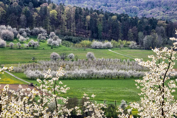 Franconian İsviçre 'de Pretzfeld, Almanya' da tepelerde kiraz çiçeği. Meyve konyağı ve meyve suyu için ünlü bir bölge. Batı Avrupa 'nın kiraz ağaçları için en büyük tarım alanlarından biri..