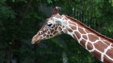 Zürafa, Zürafa camelopardalis, Afrika 'nın tek ayak parmaklı tek parmaklı, yaşayan en uzun boylu, en uzun boylu kara hayvanıdır..