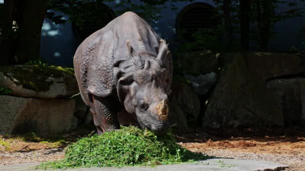 Индийский Носорог Носорог Однорогий Называется Большим Однорогим Носорогом Азиатским Однорогим — стоковое видео