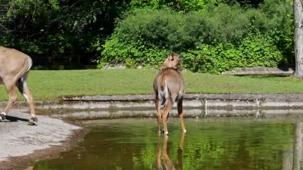 Indický Blackbuck Antelope Cervicapra Nebo Indické Antilopy Obývají Travnaté Pláně — Stock video