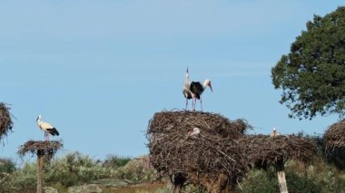 Ciconia ciconia Storks kolonisi Los Barruecos Doğal Anıtı 'nda korunan bir bölgede, Malpartida de Caceres, İspanya' da Extremadura.