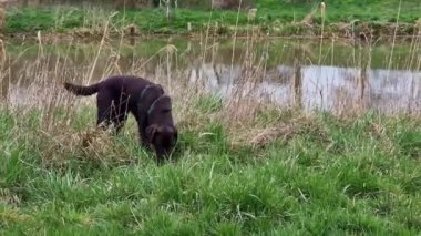 Labrador Retriever, Canis lupus familiaris çim tarlasında. Sağlıklı çikolata rengi labrador retriever Almanya 'da Donauwoerth, Bavyera' da eğleniyor.