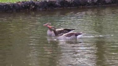 Küçük bebekleri olan gri lag kazları ailesi. Gri-lag kaz, Anser anser, Anatidae familyasından bir kaz türü.
