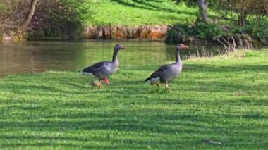 Küçük bebekleri olan gri lag kazları ailesi. Gri-lag kaz, Anser anser, Anatidae familyasından bir kaz türü.