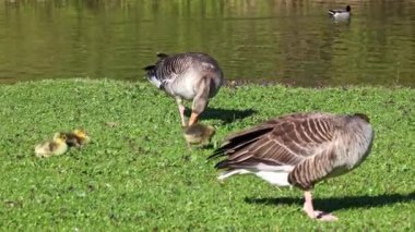 Küçük bebekleri olan gri lag kazları ailesi. Gri-lag kaz, Anser anser, Anatidae familyasından bir kaz türü.