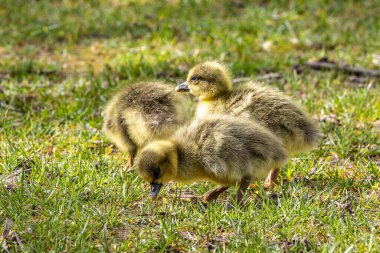 Anser anser, Anatidae familyasından bir kuş türü olan Anatidae familyasından bir kaz türü.