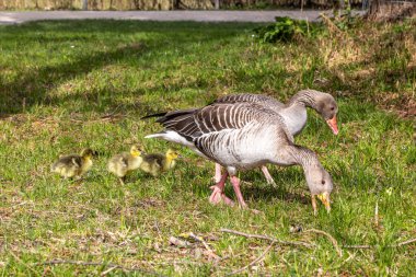 Küçük bebekleri olan gri lag kazları ailesi. Gri-lag kaz, Anser anser, Anatidae familyasından bir kaz türü.