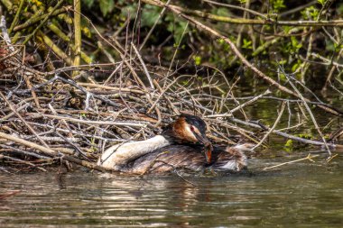 Great Crested Grebe, Podiceps kristali bir balık yakaladı. Güzel turuncu renkli bir kuş, kırmızı gözlü bir su kuşu. Eski Dünya 'da bulunan en büyük aile üyesidir..