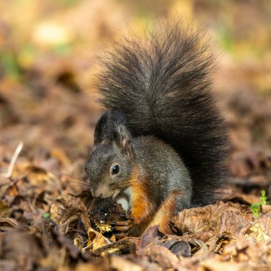 Gri sincap, Sciurus Avrupa 'daki Münih' teki Eski Kuzey Mezarlığı 'nda.