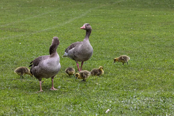 Familia Gansos Greylag Con Bebés Pequeños Anser Anser Una Especie — Foto de Stock