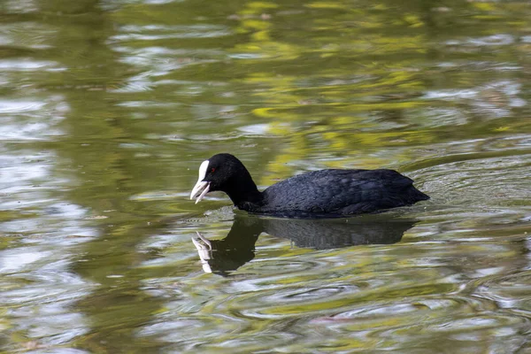 Eurasian Coot Fulica Atra Also Known Common Coot Australian Coot — Stock Photo, Image