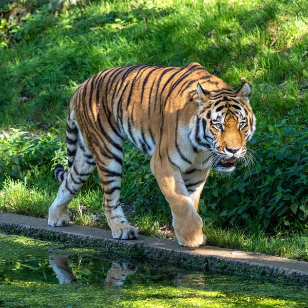 Szibériai Tigris Panthera Tigris Altaica Legnagyobb Macska Világon — Stock Fotó