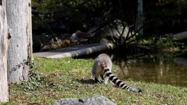 Den Ringsvansade Lemur Lemur Catta Stor Strepsirhine Primat Och Den — Stockvideo