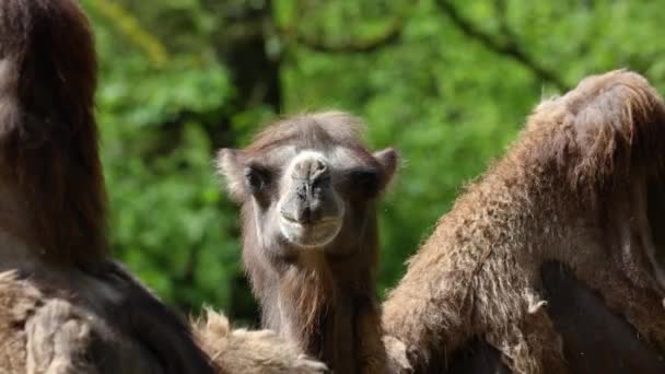 Bactrian Kamelerna Camelus Bactrianus Stor Jämn Hovdjur Infödda Till Stäpperna — Stockvideo