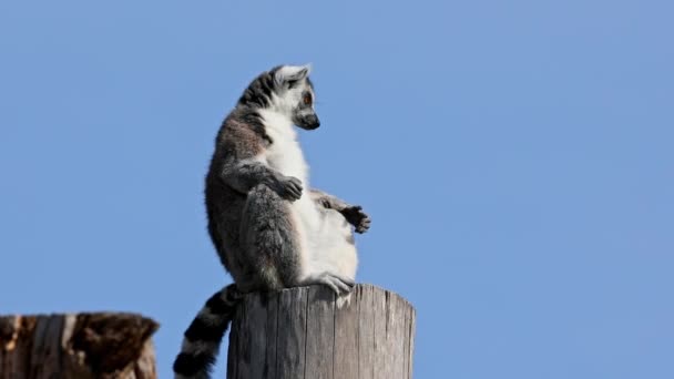 Λεμούριος Την Ουρά Του Δαχτυλιδιού Lemur Catta Είναι Ένα Μεγάλο — Αρχείο Βίντεο