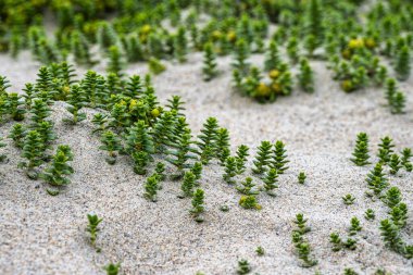 Galiçya 'daki Praia do Rostro plajı, Finisterre ve Saint James Yolu yakınlarında. Ölüm sahili, costa da morte
