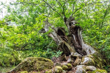 Galiçya, İspanya ve Avrupa 'daki Parada de Sil Kanyonu' nda güzel bir yürüyüş.