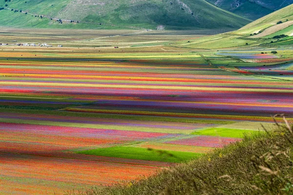 Kwitnienie Soczewicy Makiem Kwiatami Kukurydzy Castelluccio Norcia Park Narodowy Góry — Zdjęcie stockowe