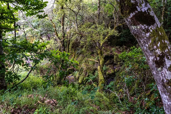 Mooie Wandeling Door Canyon Del Sil Bij Parada Sil Galicië — Stockfoto