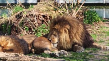 Aslan, Panthera leo, Panthera cinsindeki dört büyük kediden biridir ve Felidae familyasının bir üyesidir..