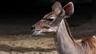 Büyük kudu, yayılım gösterir: strepsiceros Doğu ve Güney Afrika boyunca bulunan ormanlık bir antilop olduğunu..
