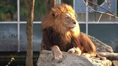 Aslan, Panthera leo, Panthera cinsindeki dört büyük kediden biridir ve Felidae familyasının bir üyesidir..