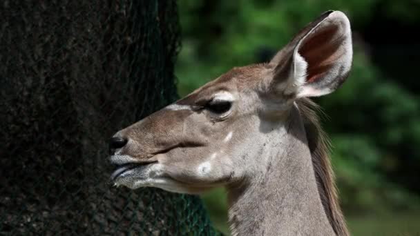 Grote Koedoe Tragelaphus Strepsiceros Een Bos Antilopen Verspreid Van Oostelijk — Stockvideo