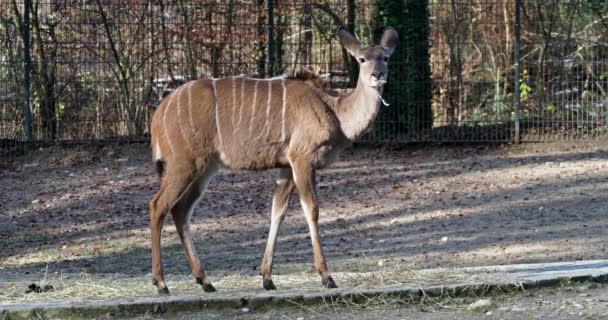 Großer Kudu Tragelaphus Strepsiceros Ist Eine Waldantilope Die Östlichen Und — Stockvideo