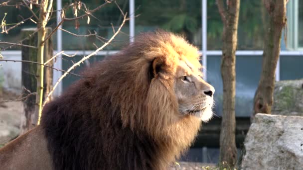 ライオンのパンテラ レオはパンテラ属の4匹の猫のうちの1匹で — ストック動画